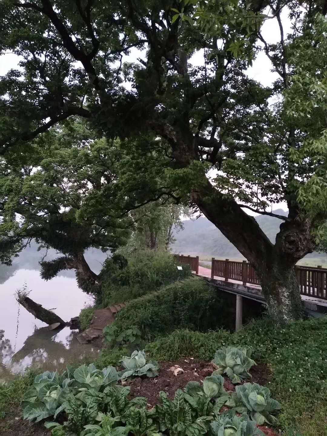 西河古樹 西河古樹