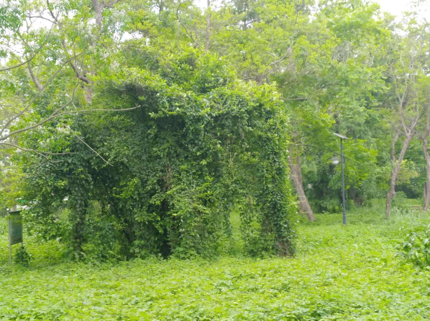 濕地公園 濕地公園